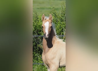 Arabisches Partbred, Hengst, Fohlen (04/2026), Palomino