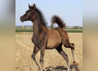 Arabisches Partbred, Hengst, Fohlen (05/2026), Rappe