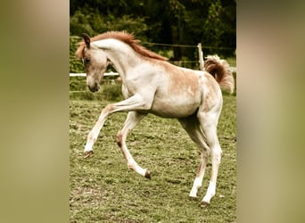 Arabisches Partbred, Hengst, Fohlen (04/2025), Roan-Red