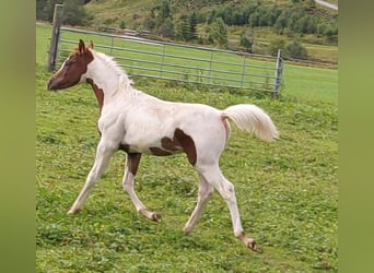 Arabisches Partbred, Hengst, Fohlen (04/2025), Schecke
