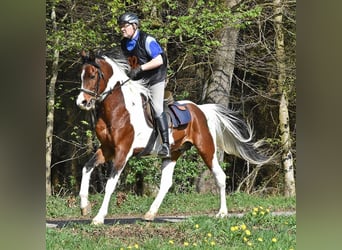 Arabisches Partbred, Hengst, Fohlen (04/2025), Schecke