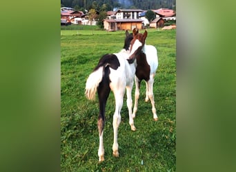 Arabisches Partbred, Hengst, Fohlen (04/2025), Schecke