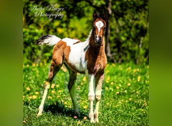 Arabisches Partbred, Hengst, , Schecke