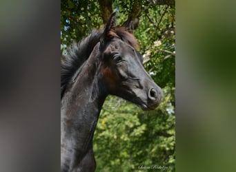 Arabisches Partbred, Hengst, Fohlen (04/2023), Schecke