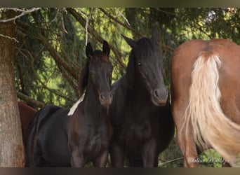 Arabisches Partbred, Hengst, Fohlen (04/2023), Schecke