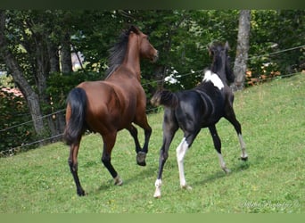 Arabisches Partbred, Hengst, Fohlen (04/2023), Schecke