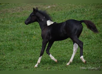 Arabisches Partbred, Hengst, Fohlen (04/2023), Schecke