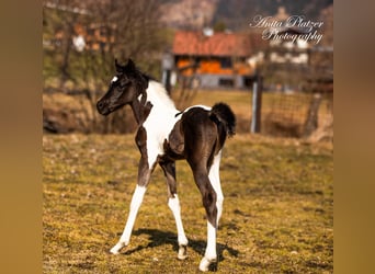 Arabisches Partbred, Hengst, Fohlen (03/2026), Schecke