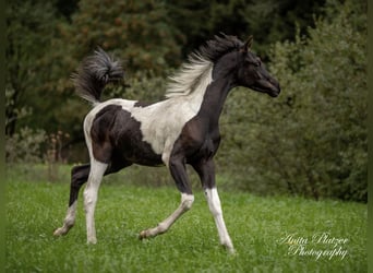 Arabisches Partbred, Hengst, Fohlen (03/2026), Schecke