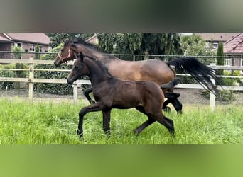 Arabisches Partbred, Hengst, Fohlen (05/2024), Schimmel