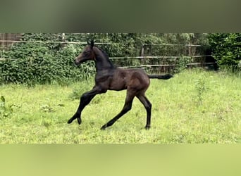 Arabisches Partbred, Hengst, Fohlen (05/2024), Schimmel