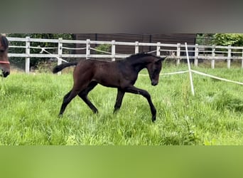 Arabisches Partbred, Hengst, Fohlen (05/2024), Schimmel