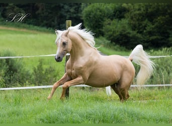 Arabisches Partbred, Hengst, 11 Jahre, 154 cm, Palomino