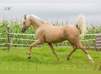 Arabisches Partbred, Hengst, 11 Jahre, 154 cm, Palomino