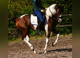 Arabisches Partbred, Hengst, 7 Jahre, 145 cm, Schecke