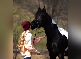 Arabisches Partbred, Hengst, 3 Jahre, 150 cm, Schecke