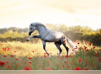 Arabisches Partbred, Hengst, 6 Jahre, 148 cm, Schimmel