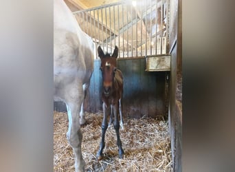 Arabisches Partbred, Hengst, 6 Jahre, 148 cm, Schimmel