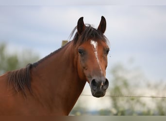 Arabisches Partbred Mix, Stute, 10 Jahre, 150 cm, Brauner