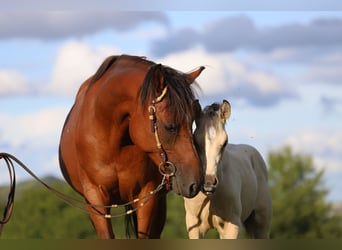 Arabisches Partbred Mix, Stute, 10 Jahre, 150 cm, Brauner