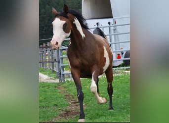 Arabisches Partbred, Stute, 11 Jahre, 155 cm, Overo-alle-Farben