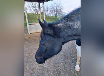 Arabisches Partbred, Stute, 11 Jahre