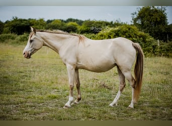 Arabisches Partbred, Stute, 12 Jahre, 148 cm, Champagne