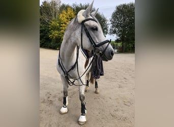 Arabisches Partbred, Stute, 12 Jahre, 164 cm, Fliegenschimmel