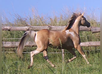 Arabisches Partbred, Stute, 13 Jahre, 153 cm, Champagne