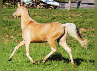 Arabisches Partbred, Stute, 13 Jahre, 153 cm, Champagne
