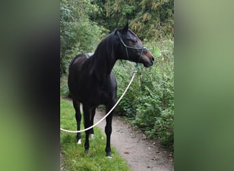 Arabisches Partbred, Stute, 13 Jahre, 155 cm, Brauner