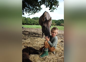 Arabisches Partbred, Stute, 14 Jahre, 138 cm, Grullo