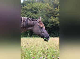 Arabisches Partbred, Stute, 14 Jahre, 138 cm, Grullo
