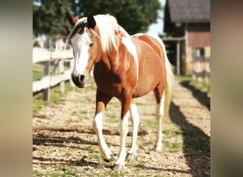 Arabisches Partbred, Stute, 14 Jahre, 148 cm, Schecke