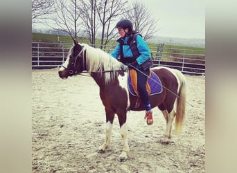 Arabisches Partbred, Stute, 14 Jahre, 153 cm, Tobiano-alle-Farben