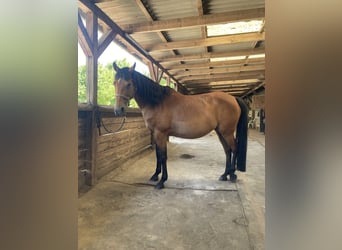 Arabisches Partbred, Stute, 14 Jahre, 156 cm, Brauner