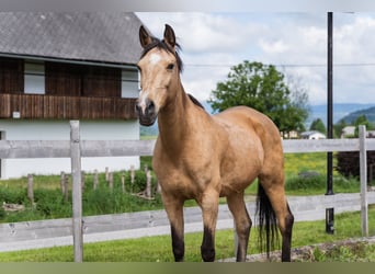 Arabisches Partbred, Stute, 18 Jahre, 160 cm, Falbe