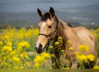 Arabisches Partbred, Stute, 18 Jahre, 160 cm, Falbe