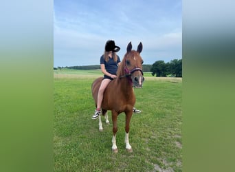 Arabisches Partbred, Stute, 19 Jahre, 140 cm, Fuchs