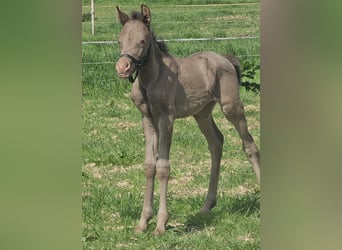 Arabisches Partbred, Stute, 1 Jahr, 145 cm, Champagne