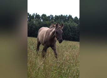 Arabisches Partbred, Stute, 1 Jahr, 146 cm, Grullo