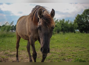 Arabisches Partbred, Stute, 1 Jahr, 146 cm, Grullo