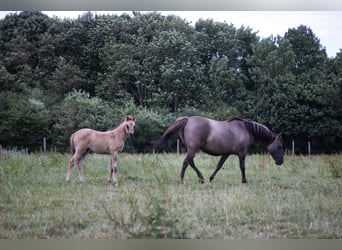 Arabisches Partbred, Stute, 1 Jahr, 146 cm, Grullo