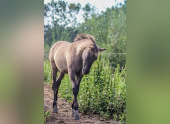 Arabisches Partbred, Stute, 1 Jahr, 146 cm, Grullo