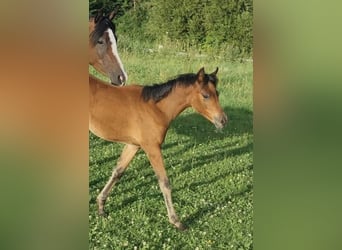 Arabisches Partbred, Stute, 1 Jahr, 150 cm, Brauner