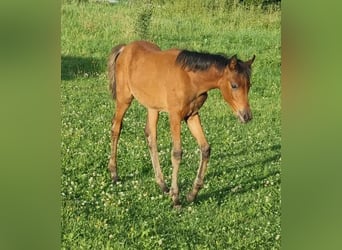 Arabisches Partbred, Stute, 1 Jahr, 150 cm, Brauner