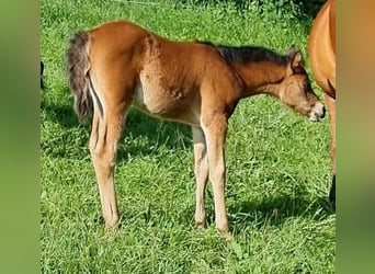 Arabisches Partbred, Stute, 1 Jahr, 150 cm, Brauner