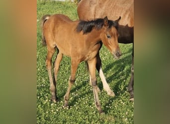 Arabisches Partbred, Stute, 1 Jahr, 150 cm, Brauner