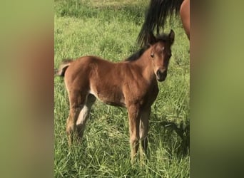 Arabisches Partbred, Stute, 1 Jahr, 150 cm, Brauner