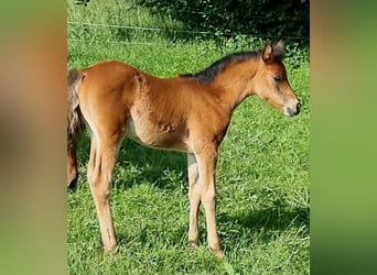 Arabisches Partbred, Stute, 1 Jahr, 150 cm, Brauner